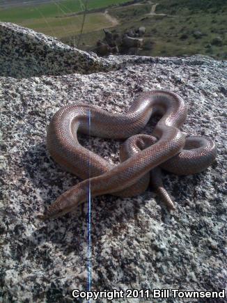 Coastal Rosy Boa (Lichanura trivirgata roseofusca)