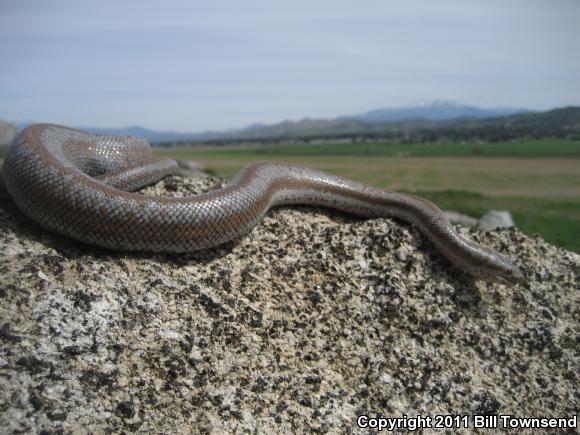 Coastal Rosy Boa (Lichanura trivirgata roseofusca)