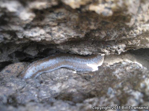 Coastal Rosy Boa (Lichanura trivirgata roseofusca)