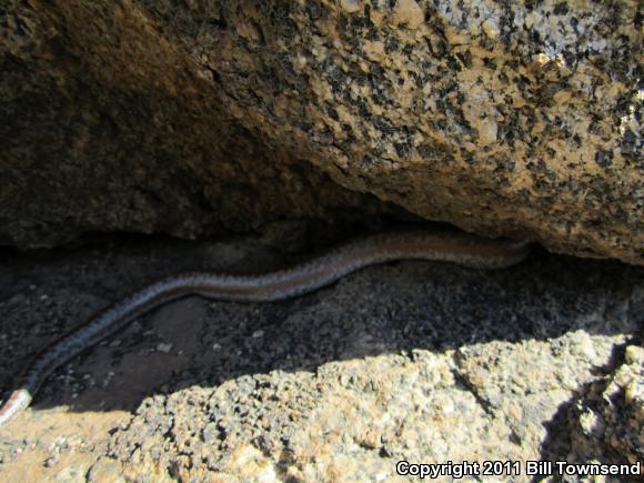 Coastal Rosy Boa (Lichanura trivirgata roseofusca)