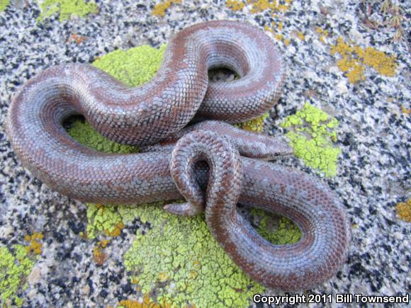 Coastal Rosy Boa (Lichanura trivirgata roseofusca)