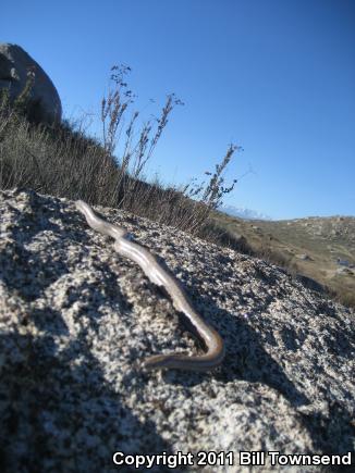 Coastal Rosy Boa (Lichanura trivirgata roseofusca)