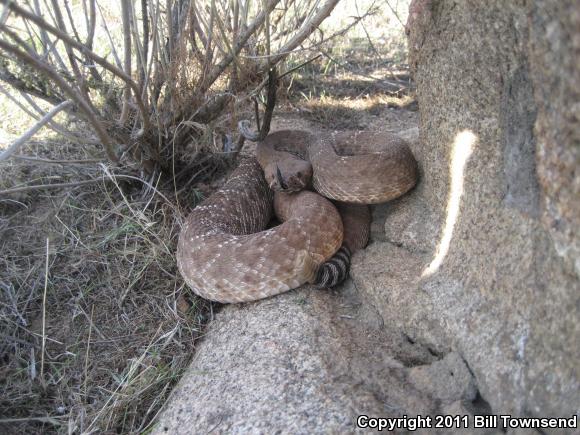 Red Diamond Rattlesnake (Crotalus ruber)