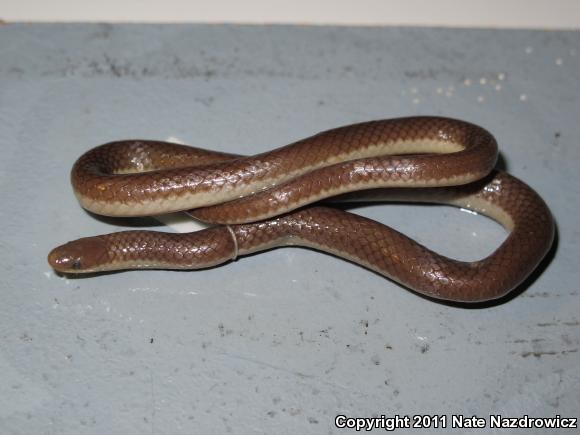 Eastern Wormsnake (Carphophis amoenus amoenus)