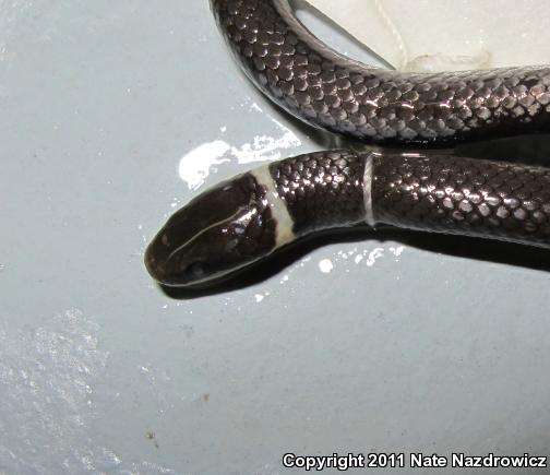 Ring-necked Snake (Diadophis punctatus)