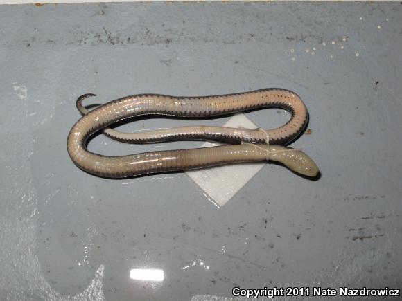 Ring-necked Snake (Diadophis punctatus)