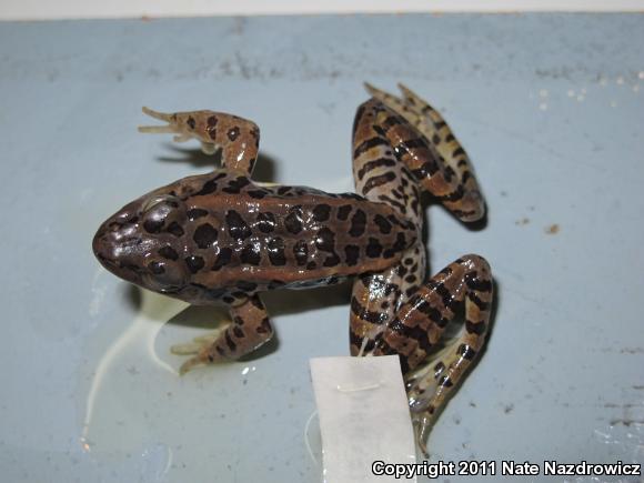 Pickerel Frog (Lithobates palustris)