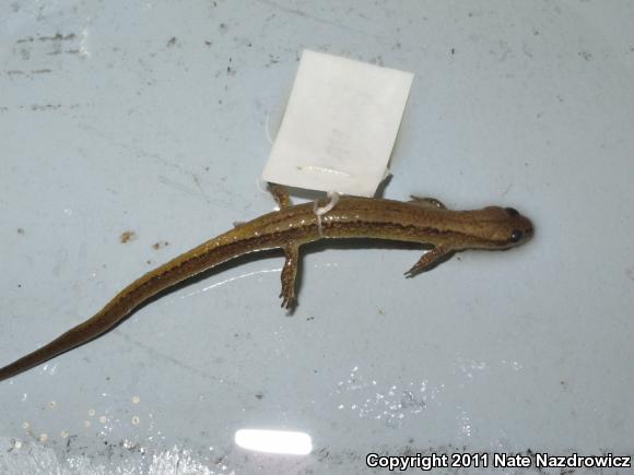 Northern Two-lined Salamander (Eurycea bislineata)