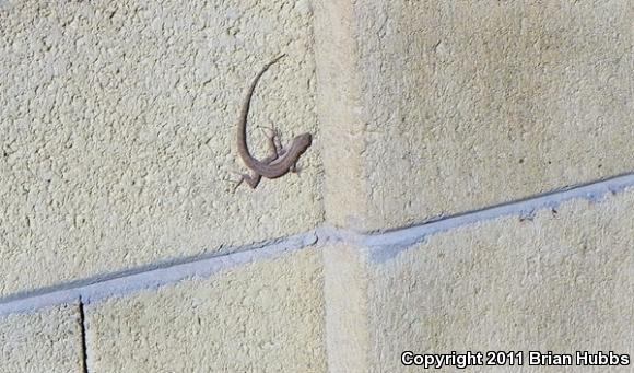 Ornate Tree Lizard (Urosaurus ornatus)