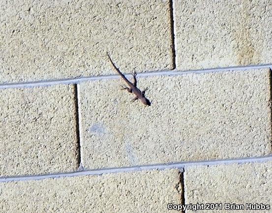 Ornate Tree Lizard (Urosaurus ornatus)