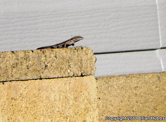 Ornate Tree Lizard (Urosaurus ornatus)