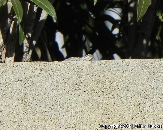 Ornate Tree Lizard (Urosaurus ornatus)