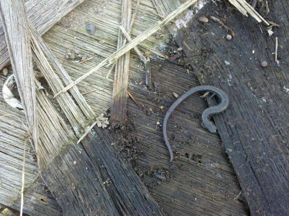 Black-bellied Slender Salamander (Batrachoseps nigriventris)