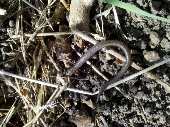 Black-bellied Slender Salamander (Batrachoseps nigriventris)