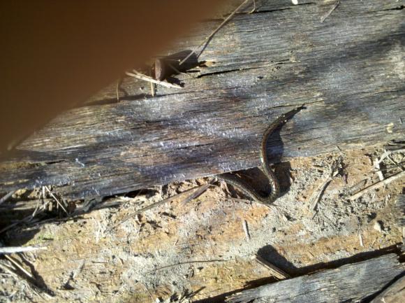 Black-bellied Slender Salamander (Batrachoseps nigriventris)