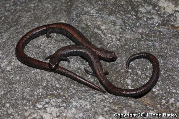 Black-bellied Slender Salamander (Batrachoseps nigriventris)