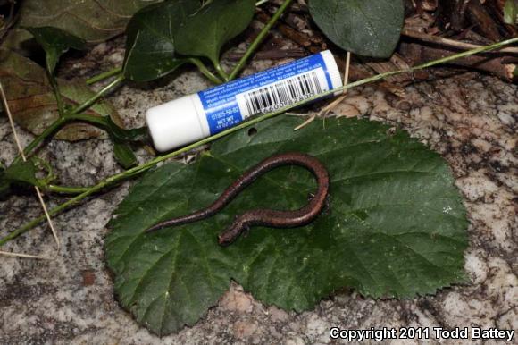 Black-bellied Slender Salamander (Batrachoseps nigriventris)