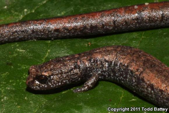 Black-bellied Slender Salamander (Batrachoseps nigriventris)