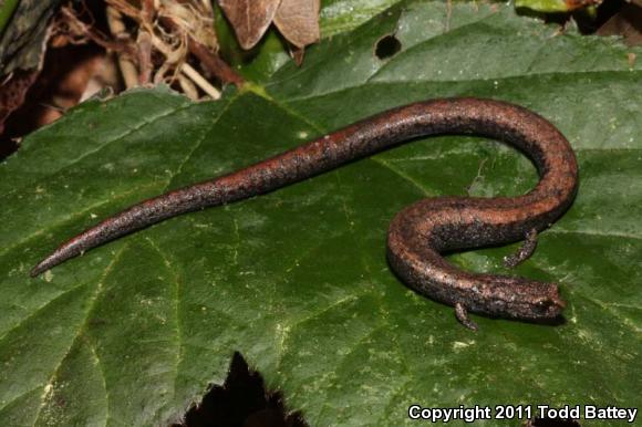 Black-bellied Slender Salamander (Batrachoseps nigriventris)