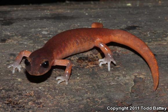 Monterey Ensatina (Ensatina eschscholtzii eschscholtzii)