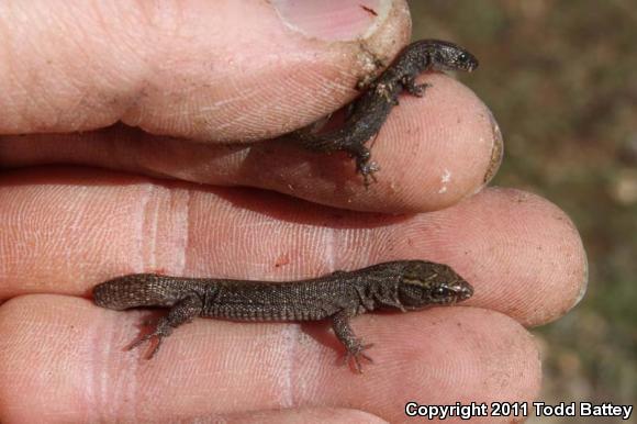 Desert Night Lizard (Xantusia vigilis vigilis)