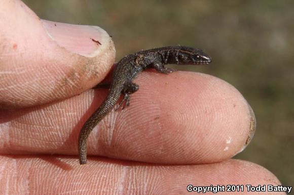 Desert Night Lizard (Xantusia vigilis vigilis)