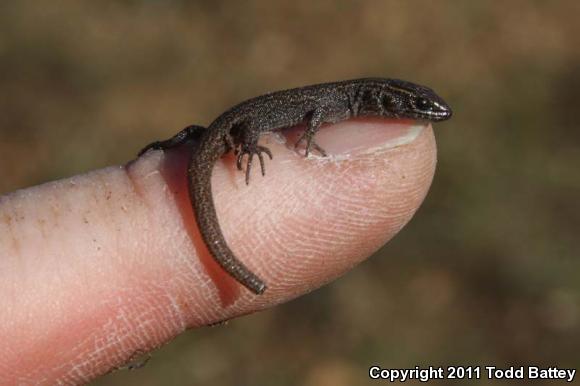 Desert Night Lizard (Xantusia vigilis vigilis)