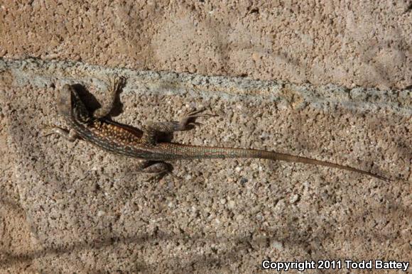 Western Side-blotched Lizard (Uta stansburiana elegans)