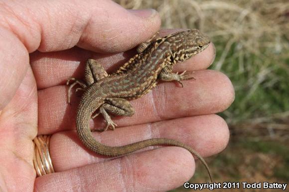 Western Side-blotched Lizard (Uta stansburiana elegans)