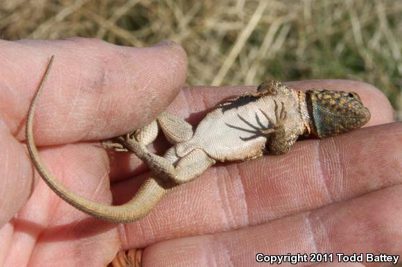 Western Side-blotched Lizard (Uta stansburiana elegans)