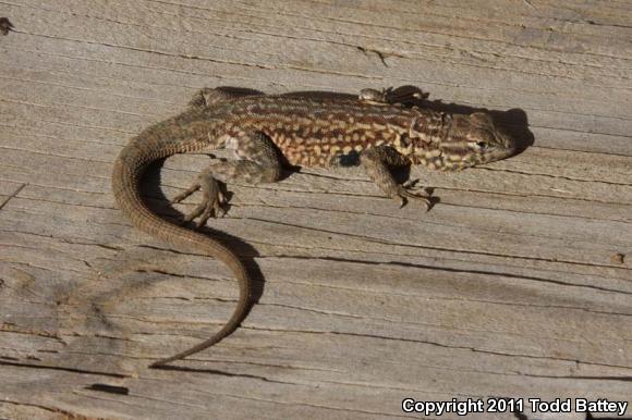 Western Side-blotched Lizard (Uta stansburiana elegans)