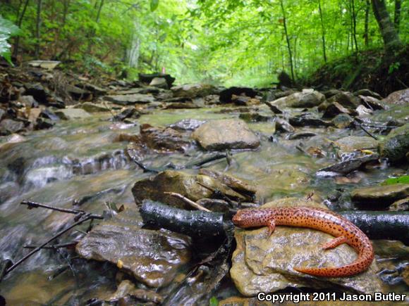 Northern Red Salamander (Pseudotriton ruber ruber)