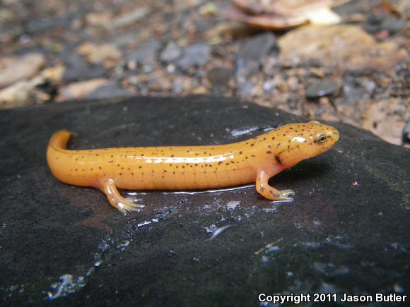 Northern Red Salamander (Pseudotriton ruber ruber)