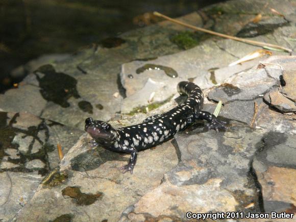 Northern Slimy Salamander (Plethodon glutinosus)