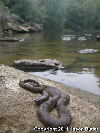 Northern Watersnake (Nerodia sipedon sipedon)