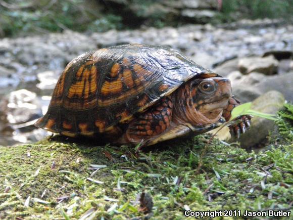 Eastern Box Turtle (Terrapene carolina carolina)