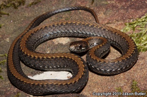 Northern Red-bellied Snake (Storeria occipitomaculata occipitomaculata)