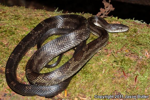 Eastern Ratsnake (Pantherophis alleghaniensis)