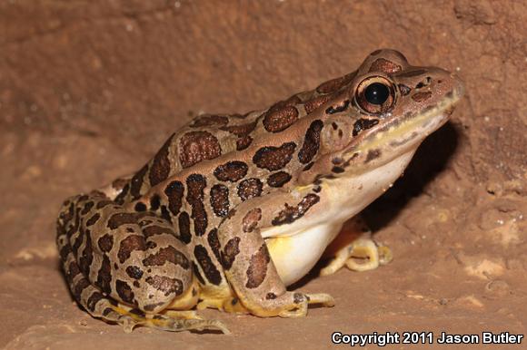 Pickerel Frog (Lithobates palustris)