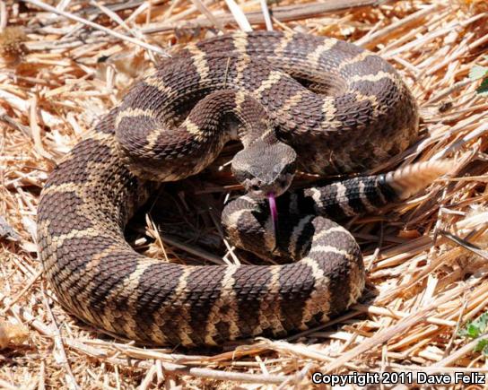 Northern Pacific Rattlesnake (Crotalus oreganus oreganus)