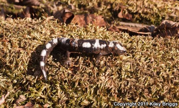 Marbled Salamander (Ambystoma opacum)