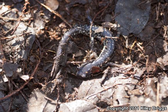 Savannah Slimy Salamander (Plethodon savannah)