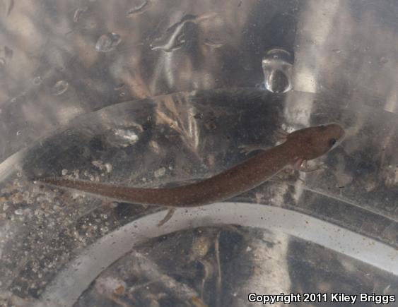 Dwarf Waterdog (Necturus punctatus)