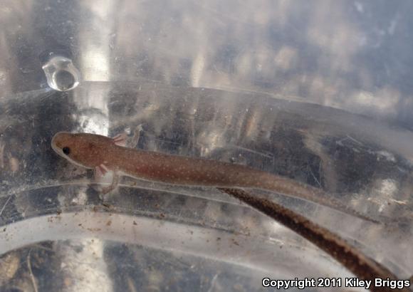 Dwarf Waterdog (Necturus punctatus)