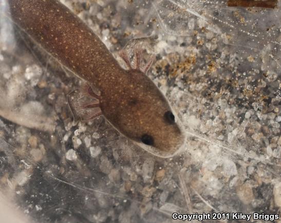 Dwarf Waterdog (Necturus punctatus)