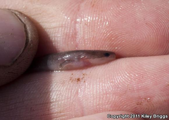 Dwarf Waterdog (Necturus punctatus)