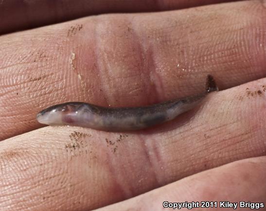 Dwarf Waterdog (Necturus punctatus)