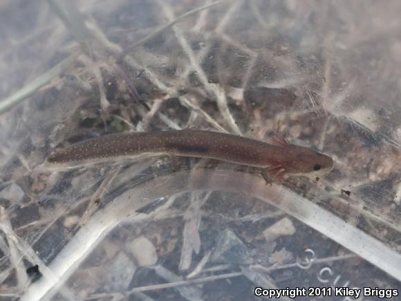 Dwarf Waterdog (Necturus punctatus)