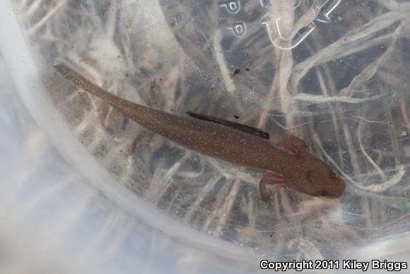 Dwarf Waterdog (Necturus punctatus)