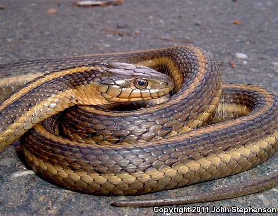 Giant Gartersnake (Thamnophis gigas)